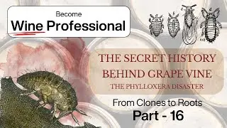 The Phylloxera Disaster | A Tiny Insect Nearly Destroyed Wine | Clones & Roots Changed Wine World