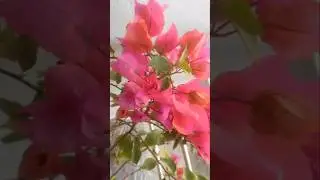 Aesthetic Nature Video &hearts;️| Relaxing & Peaceful Views ✨Beautiful Nature Scenery for Peace 🌿|