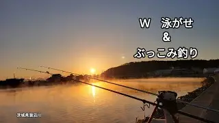 [　Ｗ　泳がせ　]　&　[　ぶっこみ釣り　]　茨城県涸沼川　#曲/人魚のラテ