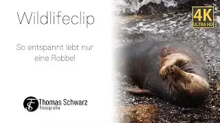 So entspannt lebt nur eine Robbe! #wildlifeclips #4k