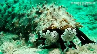 Graeffe's Sea Cucumber (Pearsonothuria graeffei) | Sarangani Bay