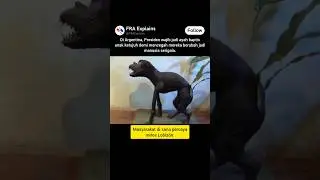 Presiden Argentina wajib jadi ayah baptis anak ketujuh demi mencegah kemunculan MANUSIA SERIGALA.
