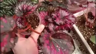 Бегошечки🌱🌱🌱07.08.2025