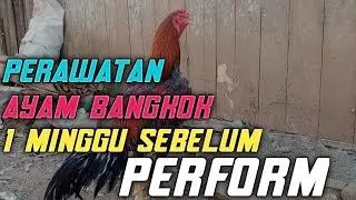 7 hari perawatan sebelum perform ayam bangkok