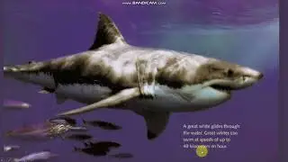 The truth about great white sharks/ Reading Explorer