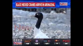 Arunachal Pradesh: Black-necked crane arrives in Nyamjang Chhu