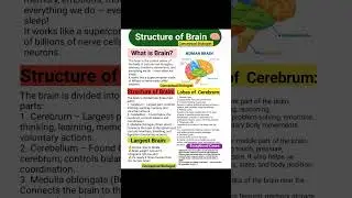 Brain bioi