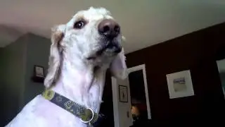 Puupys