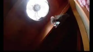 Squirrel Removal Near Me