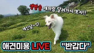 사랑이/비숑  춥다 추워시즌2