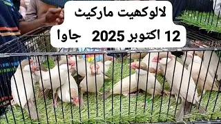Biggest Java Sparrow Market in Karachi! 💸 | Lalukhet Bird Price Survey (All Colors) Oct 12, 2025