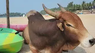 Beautiful POV in south goa india beach shacks  jan 4th 2026