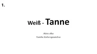 Weiß- Tanne