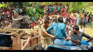 গ্রামে ঢুকলো পাগলা মহিষ - একি বললো দাদা - CVB TV