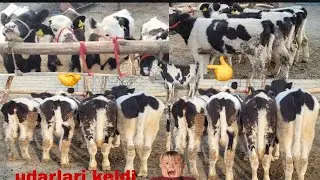 Mollarni udarlari gibrit rassiyski