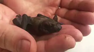 How Bats Defy Aging - Can Humans Do the Same?