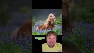 Horse idioms!