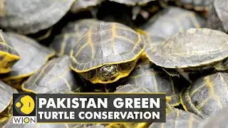Pakistan green turtle conservation: Wildlife trust ramps up efforts to protect hatchlings | WION
