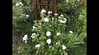 Rosier ancien de Damas  'Rosa damascena Mme Hardy' ou 'Rosier cent-feuilles Alba' sent bon l'orient