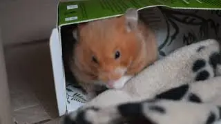 Luna the hamster cleaning her paws