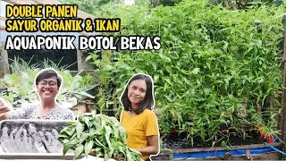 PANEN MELIMPAH!! Sayur & Ikan Budidaya Aquaponik Vertikal Botol Bekas