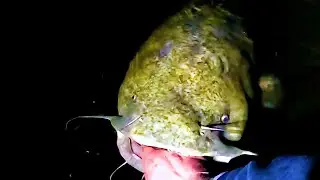 MONSTER Flathead Catfish EATS Live Bluegill! (Biggest of the Year)