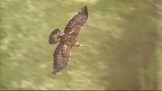 AIGLE ROYAL ET RENARD