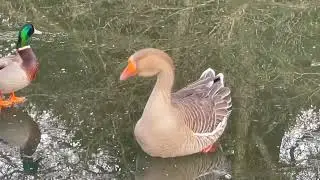 Egyptian Goose Struggling to get of the ice at the free buffet from the Rangers