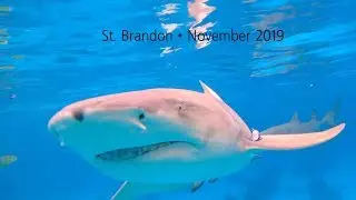 St. Brandon 2019 🦈 Part 4 of 8