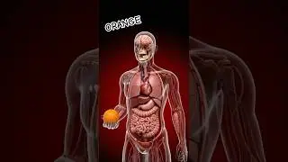 3d anatomy of human boady with orange #3d #facts #3danimation #anatomymodel #anatomicalmodels