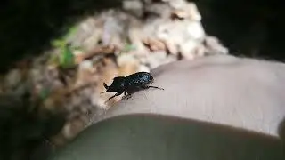 Sinodendron cylindricum (Male), rhinoceros stag beetle, Kopfhornschr&ouml;ter