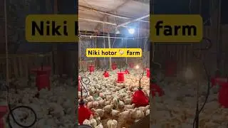 🐓 broilar farm  #shorts #youtube #likes #viral #viralvudeo #shortvideo #vlog #maghbihu #food #funny