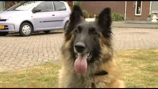 BredaVandaag over SnoepDog
