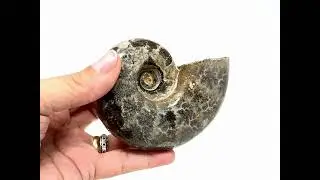 Large Polished Lytoceras Ammonite Fossil Ref. 20713