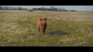 De Zeeuwse polder