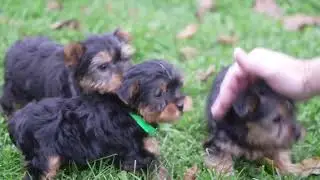 David Weaver's Yorkshire Terrier Puppies1