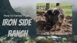 Farrowing Pigs 101: Pasture Pigs & Breeding Operation Part 1