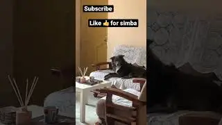 Cute expressions of my dog🐶    #simba
