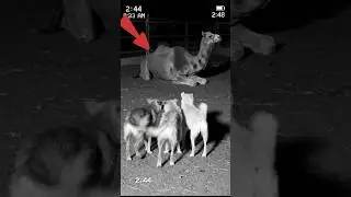 Camel Surrounded by Dogs at Midnight &ndash; Creepy Security Camera Recording! 🤯 #cctv #horror