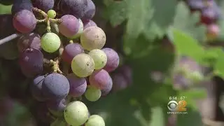 Bills Would Boost New Jersey&rsquo;s Wine Growing Industry