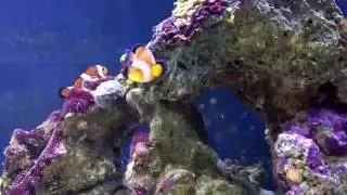 Fluval m90 aquarium