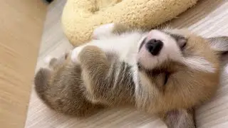 【ペットショップマルワン志村坂下店】入店初日にヘソ天眠り！可愛すぎるコーギーちゃんが仲間入り！