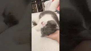 Cute Cat #shorts #cat #animalsworld #pets #funnypets #lovelypets #catigloo