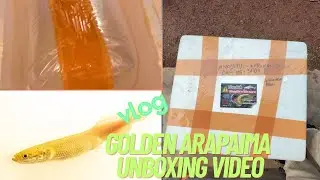 golden arapaima box open video💥#arapaima #monstar #vlog 