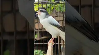 majestic bird sounds | birds sound #birds #animals #funnyanimals #canary