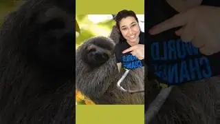 life of a sloth 😍 #sloth #nature #sciencefacts #scienceforkids