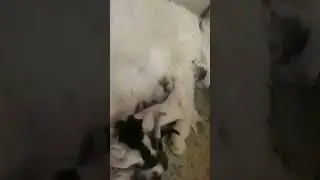Sibling Fight  Be Like... 😂😂     #cute #siblings #fight #cat #viral #shorts #youtubeshorts #funny