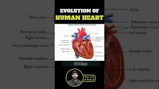 Evolution of Human Heart in the Womb | #neetnexttopper #mittalsir #mittalsirbiology