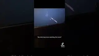 Laugh=Hell ! Blind Dog Watching Interstellar.