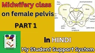Female Pelvis | English | bony pelvis | bones of pelvis #midwifery #femalepelvis